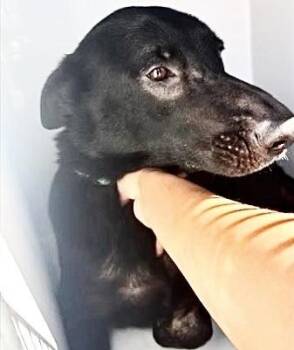 Flat Coated Retriever Dogs Available for Adoption in Houston, Texas - A656813 | PetCurious