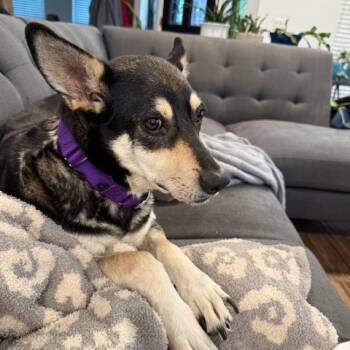 Rescue Australian Kelpie Dogs for Adoption in Austin, Texas - Summer Shandy | PetCurious