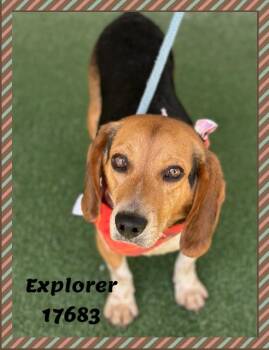 Beagle Dogs Available for Adoption - EXPLORER | PetCurious