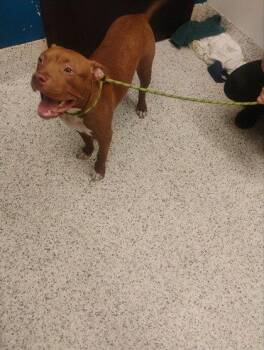 Tifa -  Pit Bull Terrier and Mixed Breed Dog for Adoption in Atlanta, Georgia - Tifa | PetCurious