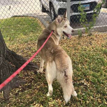 Reggie -  Husky Dog for Adoption in Skokie, Illinois - Reggie | PetCurious