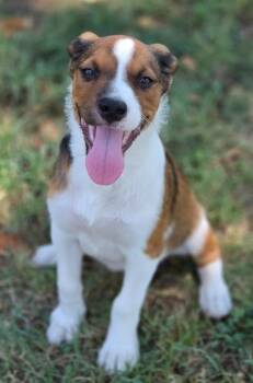 Brazilla -  Beagle and Australian Cattle Dog Blue Heeler Dog for Adoption in Morrilton, Arkansas - Brazilla | PetCurious