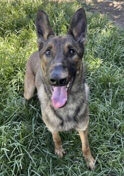 Rescue German Shepherd Dog Dogs for Adoption in Kuna, Idaho - Vandal | PetCurious