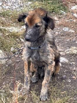 Rescue Mixed Breed Dogs for Adoption in Exshaw, Alberta - Dobby | PetCurious