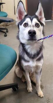 Rescue Husky Dogs for Adoption in Camarillo, California - FRODO | PetCurious