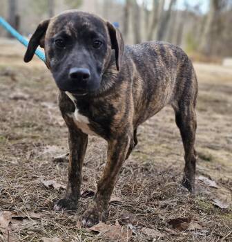 Mountain Cur Dogs Available for Adoption - Londyn | PetCurious