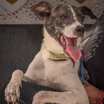 Smooth Fox Terrier Dogs Available for Adoption in North Vancouver, British Columbia - Karo | PetCurious