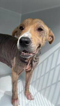 Rescue German Shepherd Dog and Mixed Breed Dogs for Adoption in Houston, Texas - PRINCESS | PetCurious