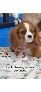 Cavalier King Charles Spaniel Dogs Available for Adoption - Hank - Adoption Pending | PetCurious