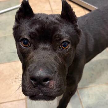 Mixed Breed Dogs Available for Adoption in Chattanooga, Tennessee - Beetlebug | PetCurious