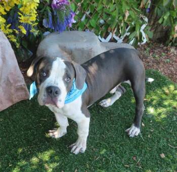 TUCKER -  American Bulldog and Mixed Breed Dog for Adoption in Oklahoma City, Oklahoma - TUCKER | PetCurious