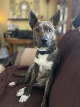 Rescue Rat Terrier and Australian Cattle Dog Blue Heeler Dogs for Adoption in Tracy, Minnesota - Chip | PetCurious