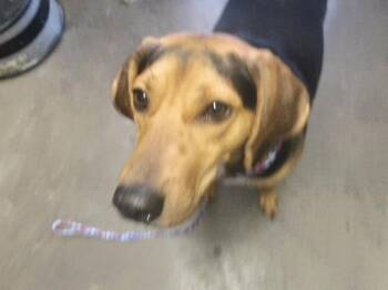 COPPER -  Beagle and Mixed Breed Dog for Adoption in Tulsa, Oklahoma - COPPER | PetCurious