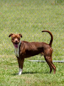 Sam -  Mixed Breed Dog for Adoption in Myrtle Beach, South Carolina - Sam | PetCurious