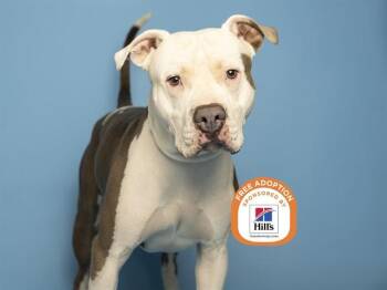 OCEAN -  Pit Bull Terrier Dog for Adoption in Phoenix, Arizona - OCEAN | PetCurious