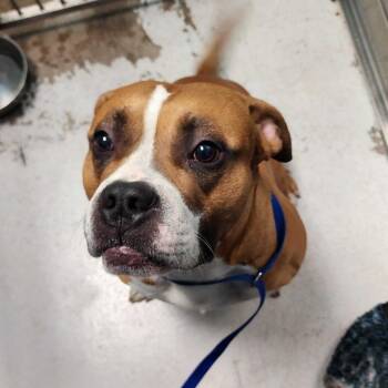 Brick -  Mixed Breed Dog for Adoption in Davenport, Iowa - Brick | PetCurious