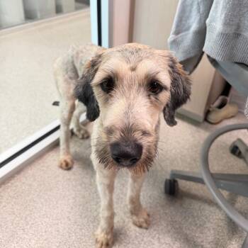 Lady -  Mixed Breed Dog for Adoption in Englewood, Florida - Lady | PetCurious