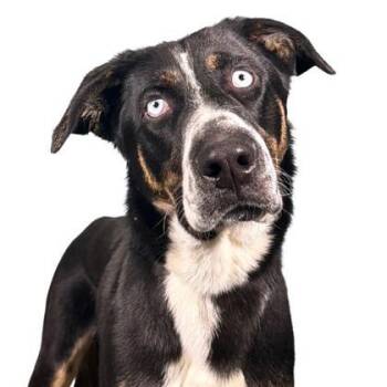 Rescue Border Collie and Mixed Breed Dogs for Adoption - Pecan Pie | PetCurious