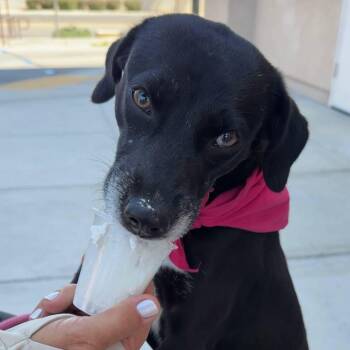 Terra -  Terrier and Black Labrador Retriever Dog for Adoption in Coachella, California - Terra | PetCurious