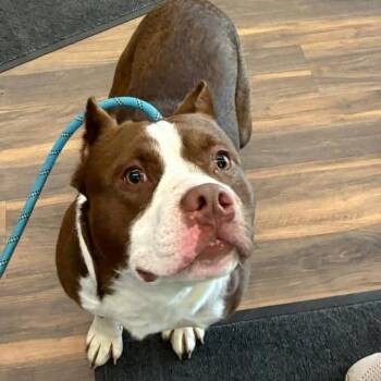 Mixed Breed Dogs Available for Adoption in Jeffersonville, Indiana - Handsome | PetCurious