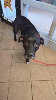 Rescue Mixed Breed Dogs for Adoption in Marion, Ohio - Benson | PetCurious