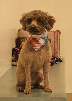 Louie -  Miniature Poodle Dog for Adoption in Bluffton, Indiana - Louie | PetCurious