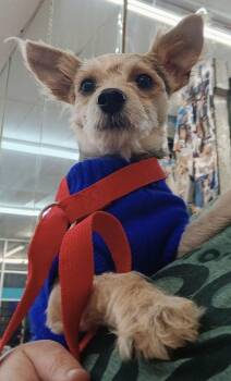 Rescue Yorkshire Terrier Dogs for Adoption in Benbrook, Texas - Winston | PetCurious
