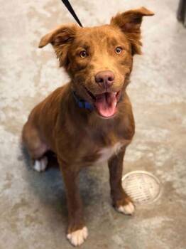 Apollo -  Australian Shepherd and Mixed Breed Dog for Adoption in Bowling Green, Kentucky - Apollo | PetCurious