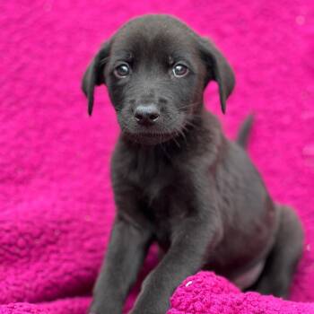 Labrador Retriever Dogs Available for Adoption in San Diego, California - Windy Pup - Wild | PetCurious