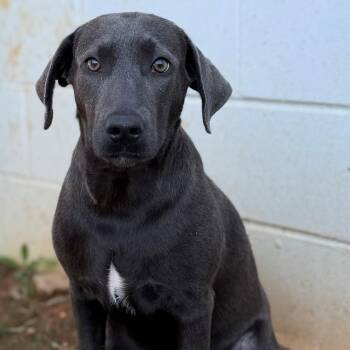 Violet -  Hound Dog for Adoption - Violet | PetCurious