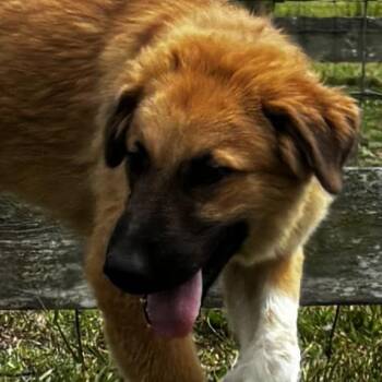 Stud -  German Shepherd Dog and Great Pyrenees Dog for Adoption in Liverpool, Texas - Stud | PetCurious