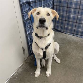 ARMSTRONG -  Labrador Retriever and Great Pyrenees Dog for Adoption in Rosenberg, Texas - ARMSTRONG | PetCurious