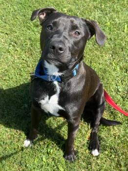 Rescue Pit Bull Terrier and Labrador Retriever Dogs for Adoption in Brookings, Oregon - Sadie | PetCurious