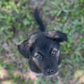 Claire (20260611-05) -  Mixed Breed Dog for Adoption in Niagara Falls, Ontario - Claire (20260611-05) | PetCurious