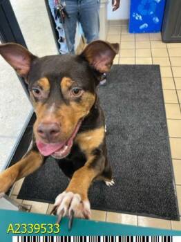 JUNO -  Mixed Breed Dog for Adoption in West Palm Beach, Florida - JUNO | PetCurious