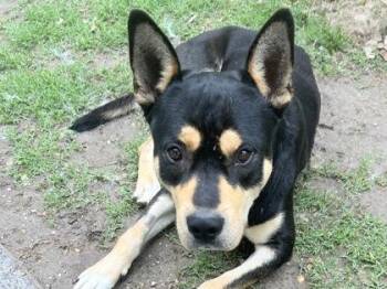 Mixed Breed Dogs Available for Adoption in Georgetown, Texas - Garrison | PetCurious