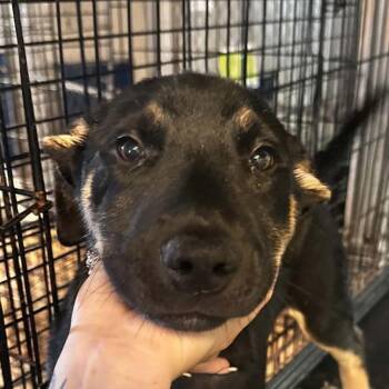 Ash -  German Shepherd Dog and Mixed Breed Dog for Adoption in Stephenville, Texas - Ash | PetCurious
