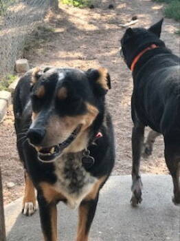 Rescue Australian Shepherd and Border Collie Dogs for Adoption in Broomfield, Colorado - Smooks | PetCurious