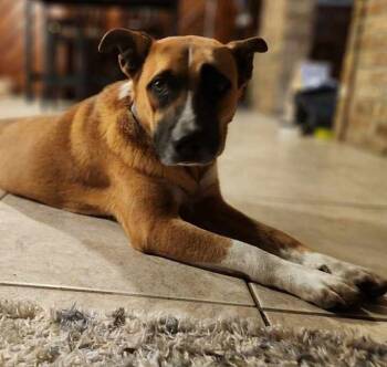 Rescue Shepherd Dogs for Adoption in Brookshire, Texas - Clay | PetCurious