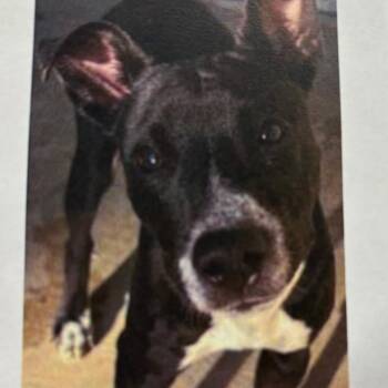 Blair -  Terrier Dog for Adoption in Wilmington, Delaware - Blair | PetCurious