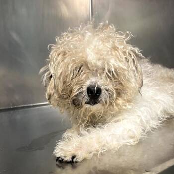 Charlotte -  Maltese Dog for Adoption in Philadelphia, Pennsylvania - Charlotte | PetCurious