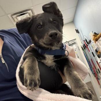 Max -  Mixed Breed Dog for Adoption in Las Cruces, New Mexico - Max | PetCurious