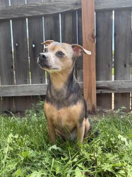 Brutus -  Chihuahua Dog for Adoption in Aurora, Colorado - Brutus | PetCurious