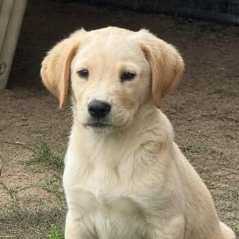 John Schneider -  Yellow Labrador Retriever and Golden Retriever Dog for Adoption in South Saint Paul, Minnesota - John Schneider | PetCurious