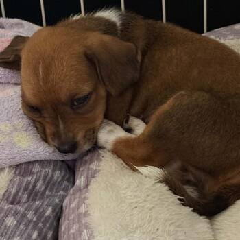 Clementine - Chino Hills Location *Available 8/15* -  Beagle and Basset Hound Dog for Adoption in Chino Hills, California - Clementine - Chino Hills Location *Available 8/15* | PetCurious