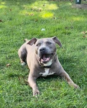 REMY -  Mixed Breed Dog for Adoption in New York, New York - REMY | PetCurious