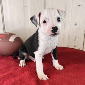 Ryker -  Pit Bull Terrier Dog for Adoption in Atlanta, Texas - Ryker | PetCurious