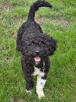 Fluffy -  Poodle and Australian Shepherd Dog for Adoption in Tracy, Minnesota - Fluffy | PetCurious