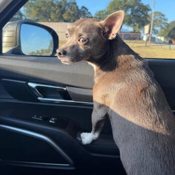 Frankie -  Chihuahua Dog for Adoption in Aledo, Texas - Frankie | PetCurious