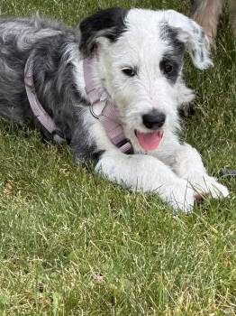 Cowboy -  Border Collie and Poodle Dog for Adoption in Polson, Montana - Cowboy | PetCurious